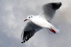 Паризька поліція скаржиться на чайок: атакують їх дрони і зривають операції  