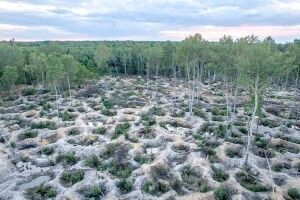 В минулому році на Поліссі не втрачено жодного гектара лісу через бурштинокопачів