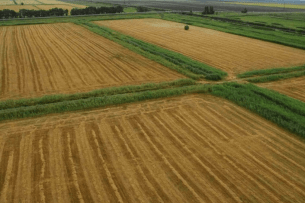 Тріо «фермерів» під прицілом: у Луцькому районі незаконно засіяли державну землю кукурудзою