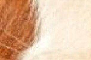 На Волині у селі ввели карантин через виявлений сказ