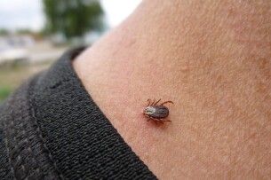 На Волині чоловік захворів на кліщовий енцефаліт після відпочинку в лісі