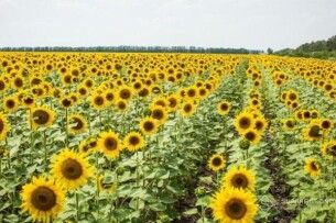 На Волині оштрафували фермера, який незаконно засіяв 18 га соняшником