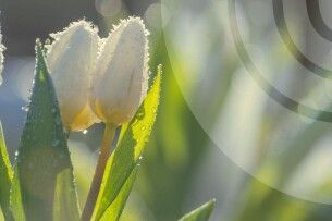 Якою буде погода на Волині
