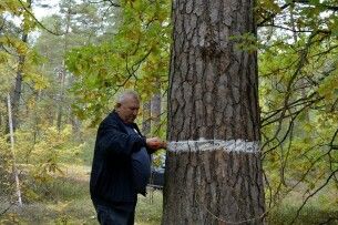 В Шацькому нацпарку обстежують вікові сосни