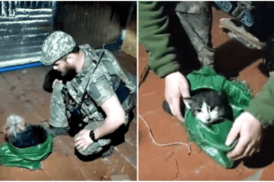 Як почуваються кіт та пес, яких бійці волинської бригади евакуювали дроном (Відео)