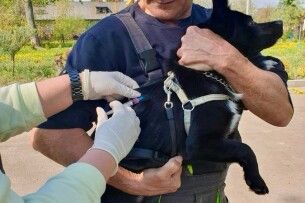 Понад тисячу тварин у громаді на Волині вакцинували від сказу