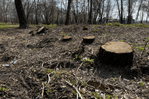 Посадовцю з Волині загрожує термін за «лису» трасу