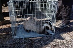 В Нацпарку на Волині випустили у природу борсука (Відео)