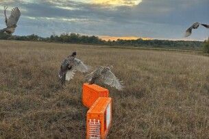 На Волині у мисливських угіддях випустили ще 1000 фазанів