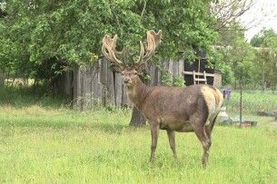 Куди зник олень Борис: лісівники Рівненщини розповіли про «самоізоляцію» зірки соцмереж (Відео)