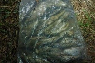 На Волині браконьєри незаконно виловили риби на понад 80 тисяч гривень
