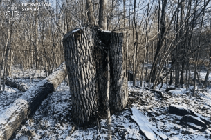 На Волині судитимуть лісівника за «голі» гектари у нацпарку