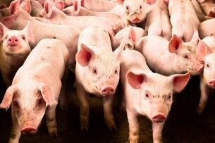 На Волині збудують великий свинокомплекс на 10 тисяч голів        
