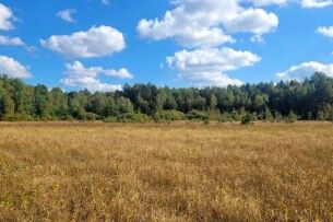 До чого призведе висихання боліт в Шацькому нацпарку