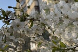 Без опадів, але з морозом: прогноз погоди на Волині