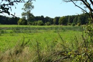 На Волині посадовця Держгеокадастру підозрюють у продажу заповідних гектарів на 6,3 млн грн