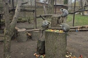 У Луцькому зоопарку нові ціни на вхідні квитки