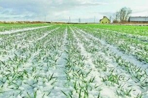 Як на Волині озимі культури витримують нинішню негоду