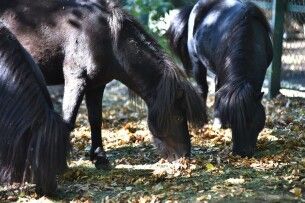 Луцький зоопарк змінює години роботи й пояснює, чи буде Свято гарбуза