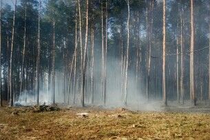 У лісництві на Волині горіли 65-річні соснові насадження