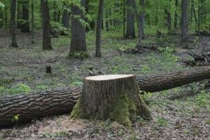 Хто заплатить за незаконну порубку у заказнику на Волині