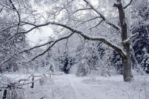 Чи надовго зима на Волині?