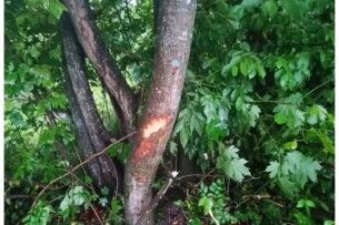 На Волині мотоцикліст врізався в дерево: 17-річний водій та пасажирка потрапили до лікарні