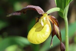 В нацпарку на Волині зацвіли червонокнижні зозулині черевички (Фото)