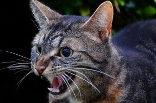 У селі на Волині ввели карантин через сказ у кота