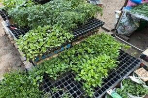 У Луцьку на ринках розпочали продавати ранню розсаду: коли висаджувати (Відео)