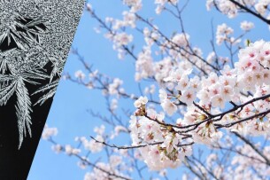 Скільки на Волині ще будуть нічні заморозки?