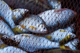 Сходив на риболовлю у рідному селі: тепер волинянин винен державі кругленьку суму