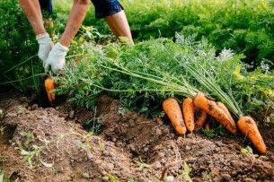 На Волині 62% овочів вирощують фермерські господарства