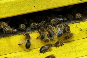 У районі на Волині власникам бджіл радять закрити вулики