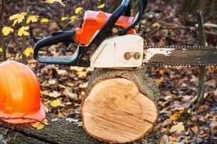 У лісництві на Волині на чоловіка впало дерево: він у тяжкому стані