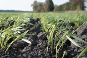 На Волині завершили посів ранніх зернових