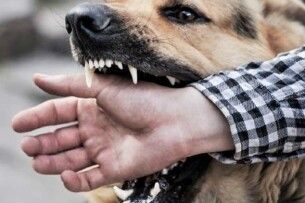 Карантин на два місяці: у селі на Волині домашній пес покусав господарів