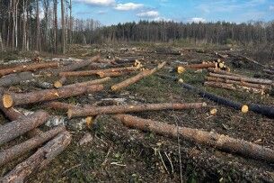 Ліс «поза касою»: на Волині виявили незаконну порубку дерев