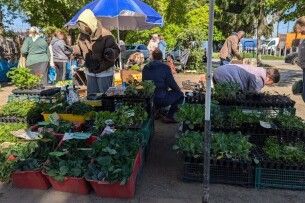 Розсада під загрозою: як продавці і покупці на Волині борються з холодною весною