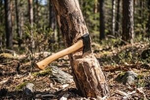 На Волині ДП «Ліси України» сплатило майже 800 тисяч гривень за вирубку лісу