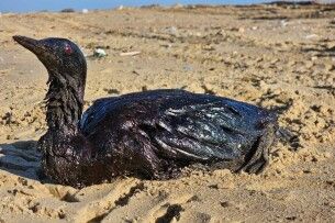 Витік нафти в Чорному морі призвів до загибелі тисяч птахів та сотень дельфінів (Фото)