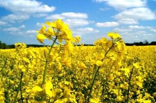 Луцьк долучається до всеукраїнського флешмобу «Квітка ріпаку: Єднаймося заради постраждалих»