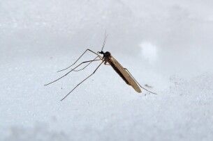 На Волині помітили «зимових комарів», які не бояться морозів