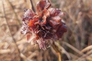 На Волині розпустились «відьмині квіти»