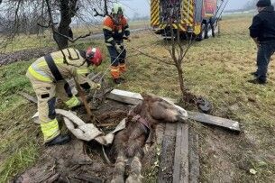 На Житомирщині кінь застряг у триметровому колодязі
