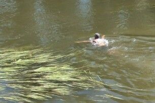 Водорості замість пляжу: що кажуть лучани про стан річки Стир (Відео)
