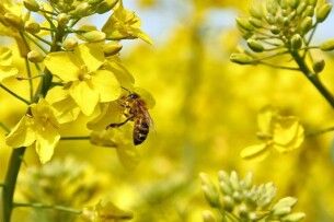 На Волині просять пасічників терміново закрити у своїх вуликах на дві доби бджоли