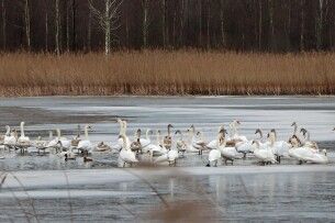 Рідкісні гості: лебеді-кликуни облюбували Волинь (Фото)