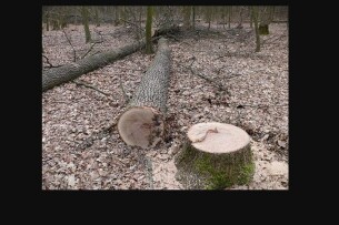 На Волині шукають викрадені дуби