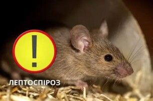На Львівщині зафіксували два нові випадки лептоспірозу: як вберегтися 